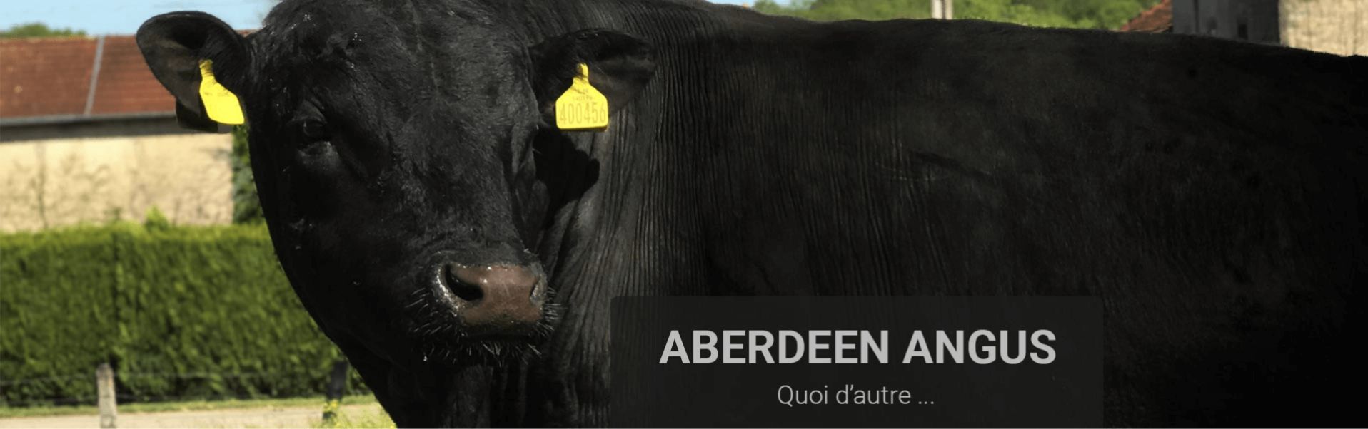 Aberdeen Angus